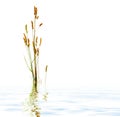 Natural plant on pond background