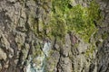 natural plant texture of gray bark and green moss Royalty Free Stock Photo