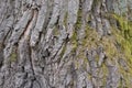 natural plant texture of gray bark and green moss Royalty Free Stock Photo