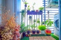 Natural plants in the hanging pots at balcony garden