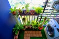 Natural plants in the hanging pots at balcony garden Royalty Free Stock Photo