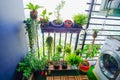 Natural plants in the hanging pots at balcony garden Royalty Free Stock Photo