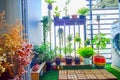 Natural plants in the hanging pots at balcony garden Royalty Free Stock Photo