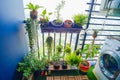 Natural plants in the hanging pots at balcony garden Royalty Free Stock Photo