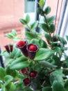 Natural plants in the hanging pots at balcony Royalty Free Stock Photo