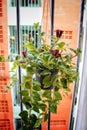 Natural plants in the hanging pots at balcony Royalty Free Stock Photo