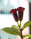 Natural plants in the hanging pots at balcony Royalty Free Stock Photo