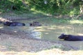 Natural podn and water buffalo bathing Royalty Free Stock Photo