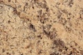 Natural polished stone granite is called Giallo Veneziano Royalty Free Stock Photo