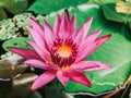 Pink lotus in the pond Royalty Free Stock Photo