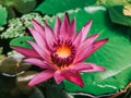 Pink lotus in the pond Royalty Free Stock Photo