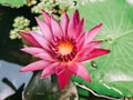 Pink lotus in the pond Royalty Free Stock Photo