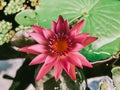 Pink lotus in the pond Royalty Free Stock Photo