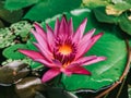 Pink lotus in the pond Royalty Free Stock Photo