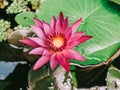 Pink lotus in the pond Royalty Free Stock Photo