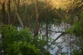 Natural pond reflecting trees and sky surface Royalty Free Stock Photo