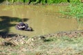 Natural podn and water buffalo bathing Royalty Free Stock Photo