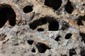 Natural Porous Lichen Covered Rock With Cavities