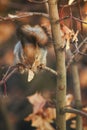 Natural portrait of beautiful animal red squirrel in autumn fore