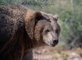 Natural Portrait Of A Female Grizzly Bear