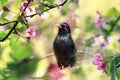 Natural portrait of a songbird black starling sits on the branches of an apple tree with pink flowers in spring may the garden and Royalty Free Stock Photo