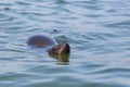 Portrait swimming eared seal otariidae in blue water, sunshine Royalty Free Stock Photo