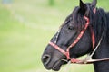 Natural portrait of a working horse in harness Royalty Free Stock Photo