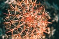 Cactus with red burbs. closeup Royalty Free Stock Photo