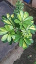  Natural potted bush. Green and yellow .