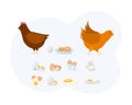 Natural poultry protein food elements set. Rooster, chicken, cooked and uncooked eggs