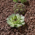 Natural pozzolan mulching of a bed planted with different varieties of Sempervivum Royalty Free Stock Photo