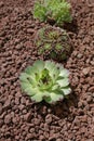 Natural pozzolan mulching of a bed planted with different varieties of Sempervivum Royalty Free Stock Photo