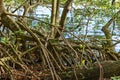 Natural and preserved mangrove vegetation