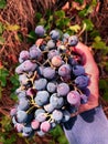 Natural process of grape picking in its place of origin