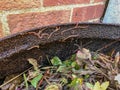 Natural, processed homemade compost in a plastic barrel with visible earthworms and the remains of waste. Horizontal