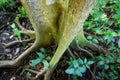 Natural pterocarpus forest swamp in Puerto Rico