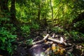 Natural pterocarpus forest swamp in Puerto Rico