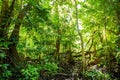 Natural pterocarpus forest swamp in Puerto Rico