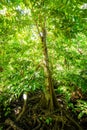 Natural pterocarpus forest swamp in Puerto Rico