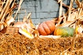 Natural Pumpkins On Straw Texture. Autumn Festival Of Harvest And Halloween Home Decoration
