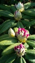 Budding Rhododendron