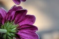 Natural purple bloom flower inviting in the light