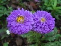 Natural Purple flowers, Sri Lanka Royalty Free Stock Photo