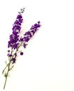 Natural purple flowers on white ground romantic emotional flowers Royalty Free Stock Photo