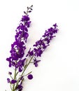 Natural purple flowers on white ground romantic emotional flowers Royalty Free Stock Photo