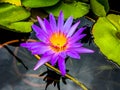 Natural purple lotus in the pond with bee swarming on yellow pollen