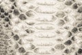 Natural python leather, skin texture for background.