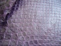 Natural python skin texture. Purple haberdashery snake skin. Royalty Free Stock Photo