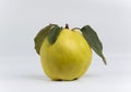 Natural quince