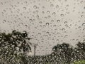 Natural rain droplets on a window with tree background